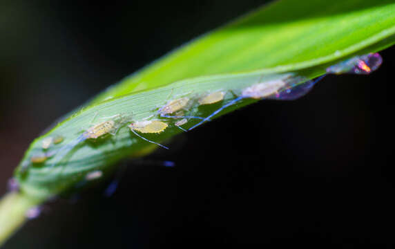 Image of Aphid