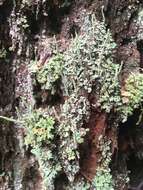 Image of cup lichen