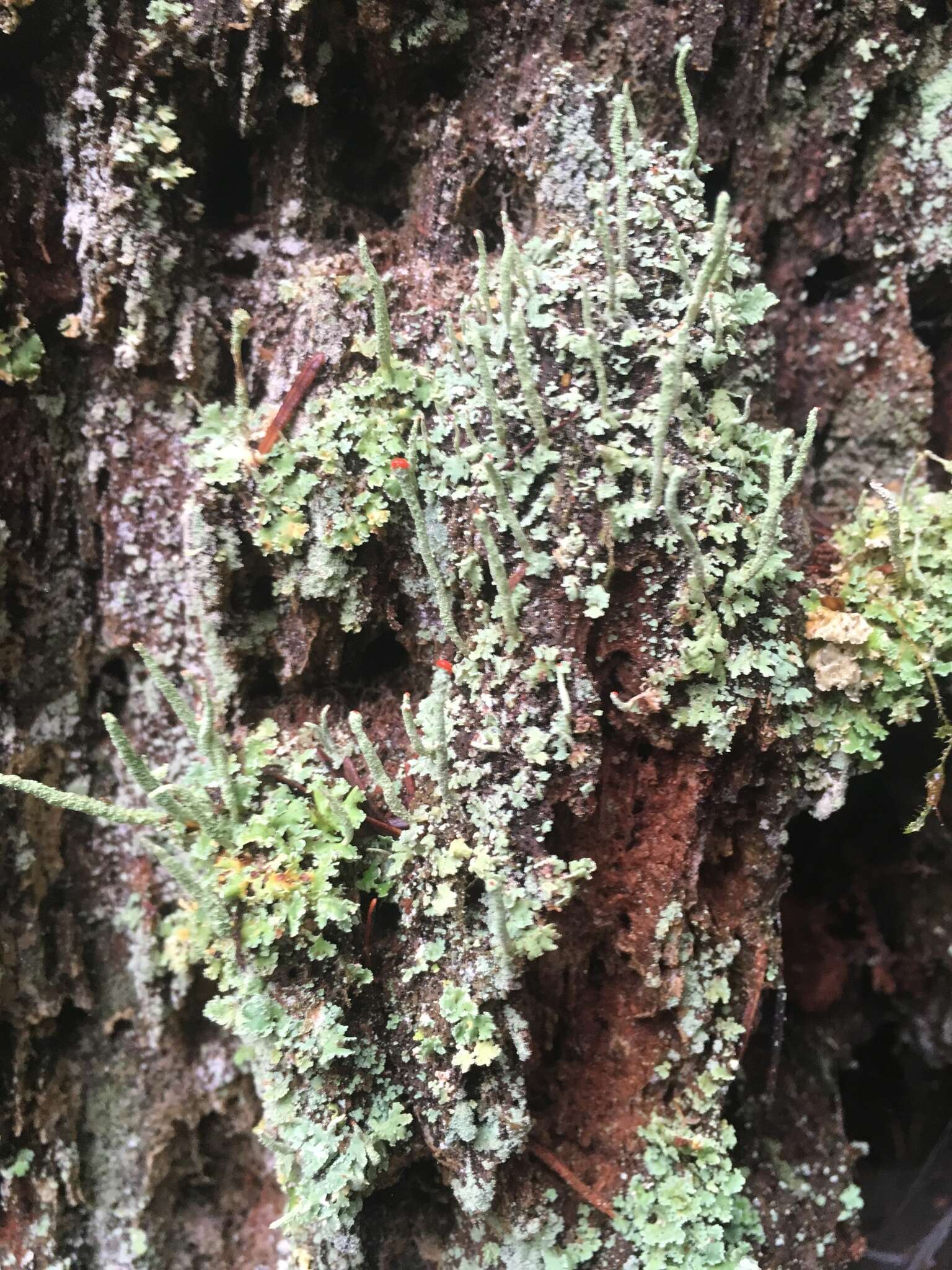 Image of cup lichen