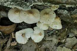 Image of Leucoagaricus dacrytus Vellinga 2010