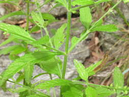 Image of Carolina vervain