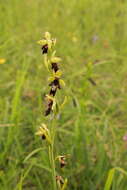 Слика од Ophrys insectifera subsp. insectifera