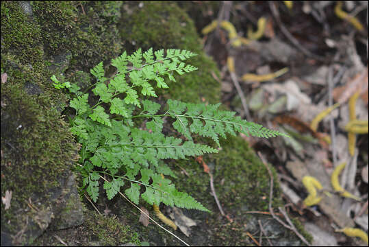 Image of Dennstaedtia wilfordii (T. Moore) H. Christ