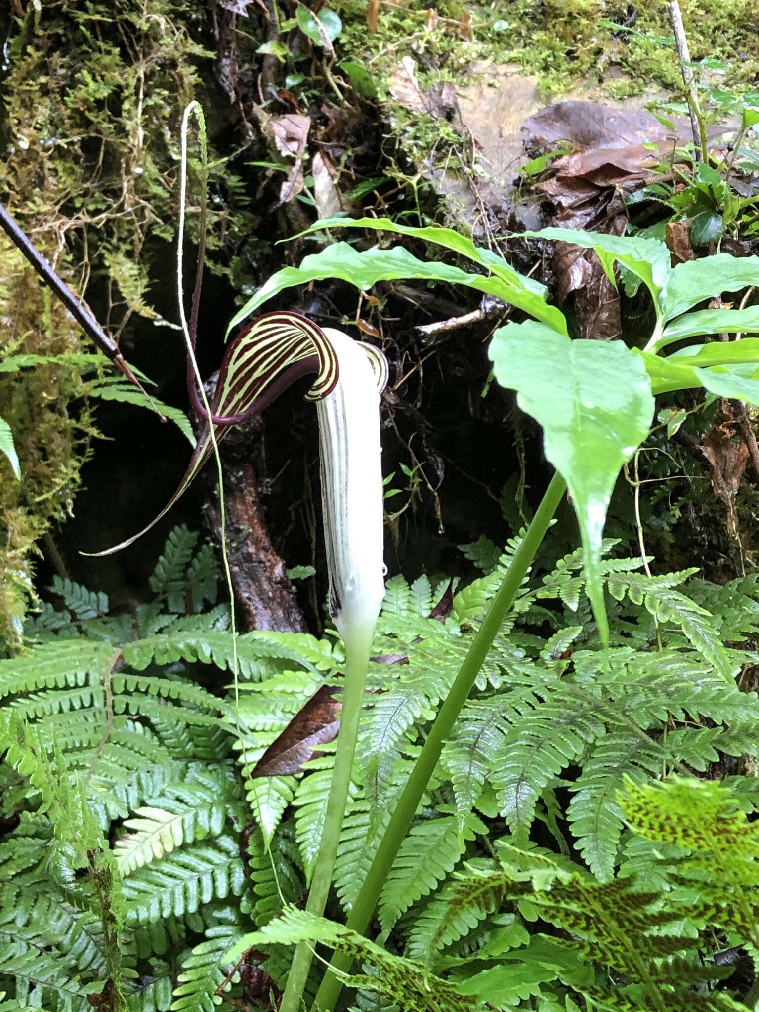 Image of Arisaema thunbergii subsp. autumnale J. C. Wang, J. Murata & H. Ohashi