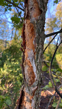 Image of Roble Colorado