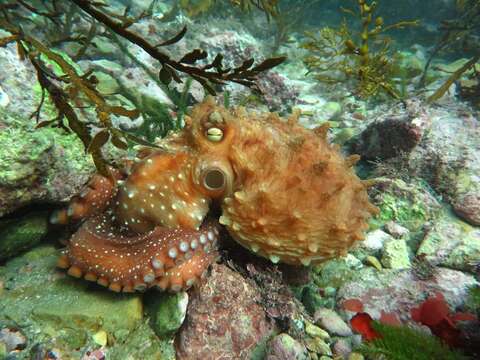 Image of Macroctopus Robson 1928