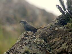 Image of White-browed Tapaculo