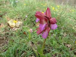 Image of Anacamptis papilionacea (L.) R. M. Bateman, Pridgeon & M. W. Chase