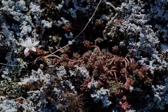 Image of Sedum anglicum Hudson