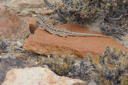 صورة Liolaemus boulengeri Koslowsky 1898