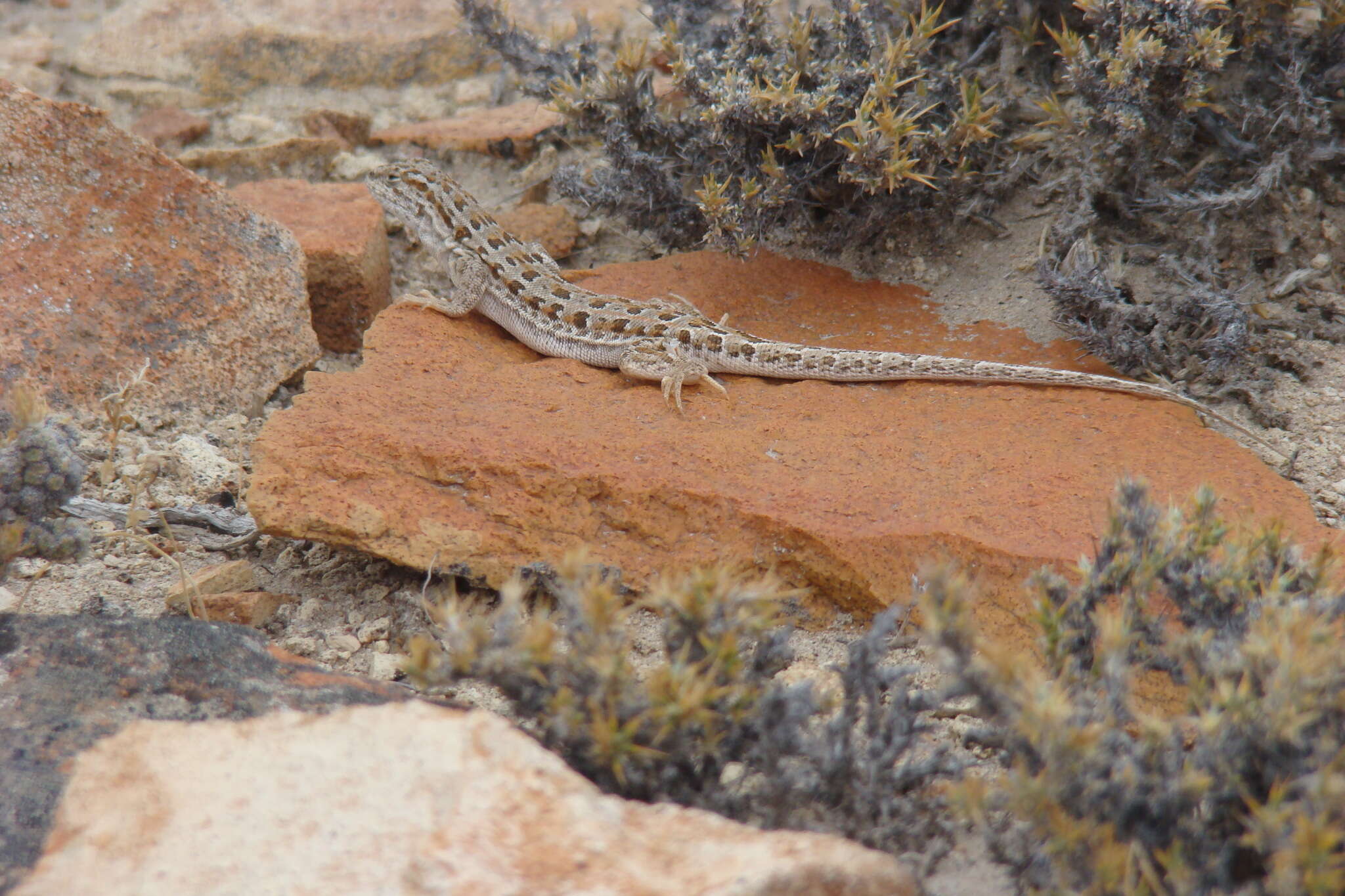 صورة Liolaemus boulengeri Koslowsky 1898