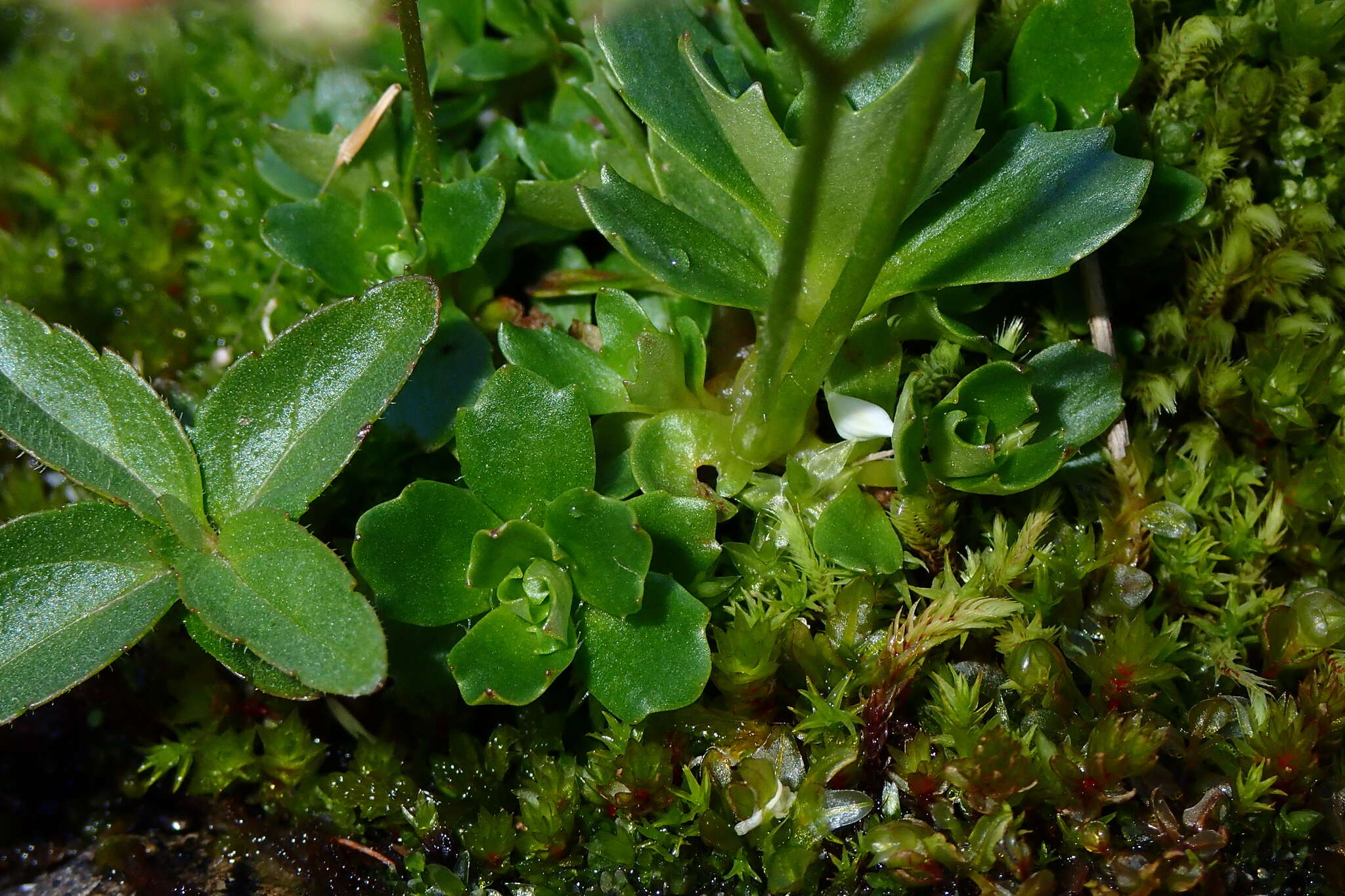 Plancia ëd Micranthes stellaris (L.) Galasso, Banfi & Soldano