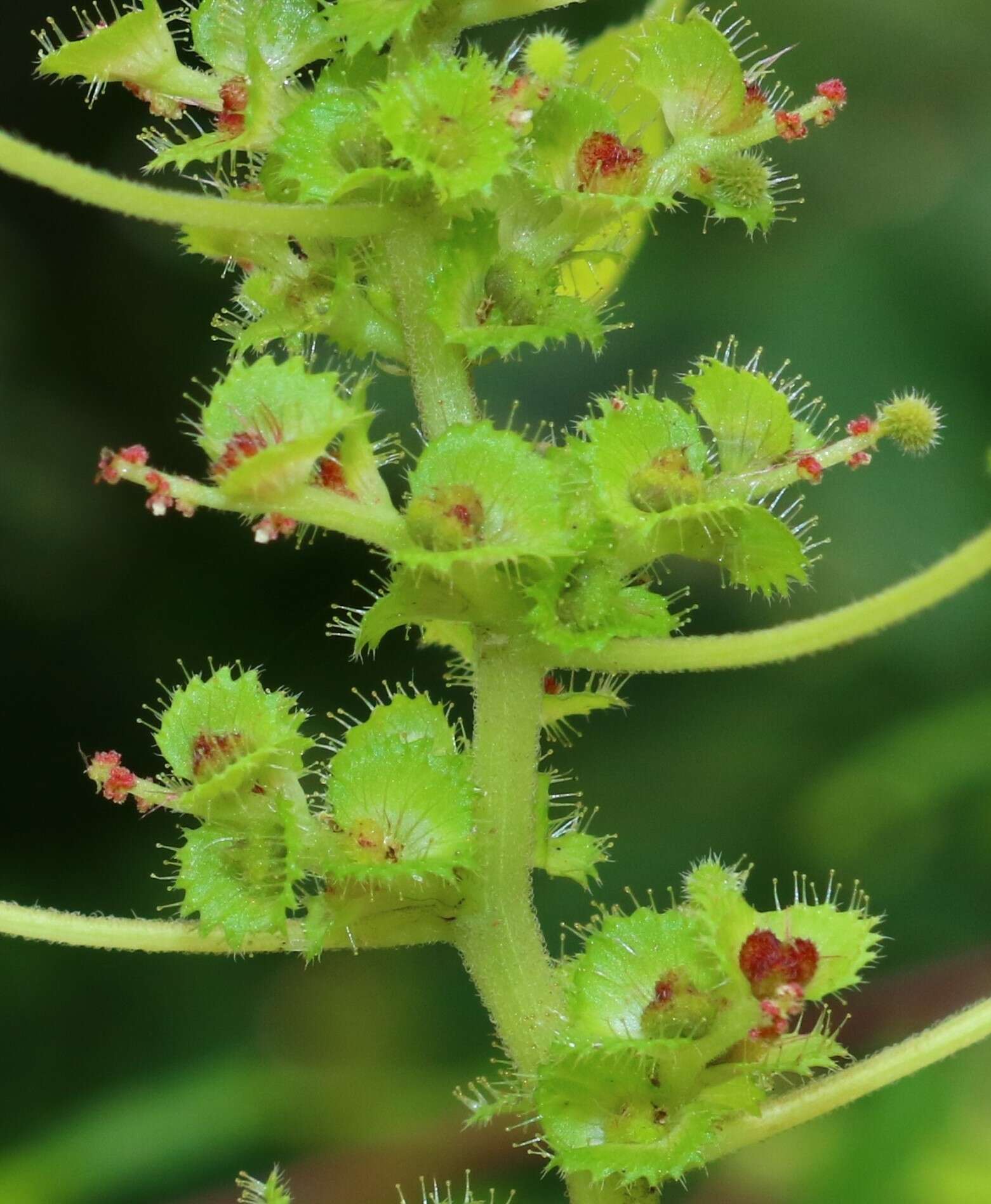 Imagem de Acalypha malabarica Müll. Arg.