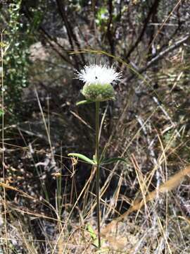 Image of feltleaf monardella