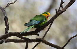 Image of Barraband Parakeet