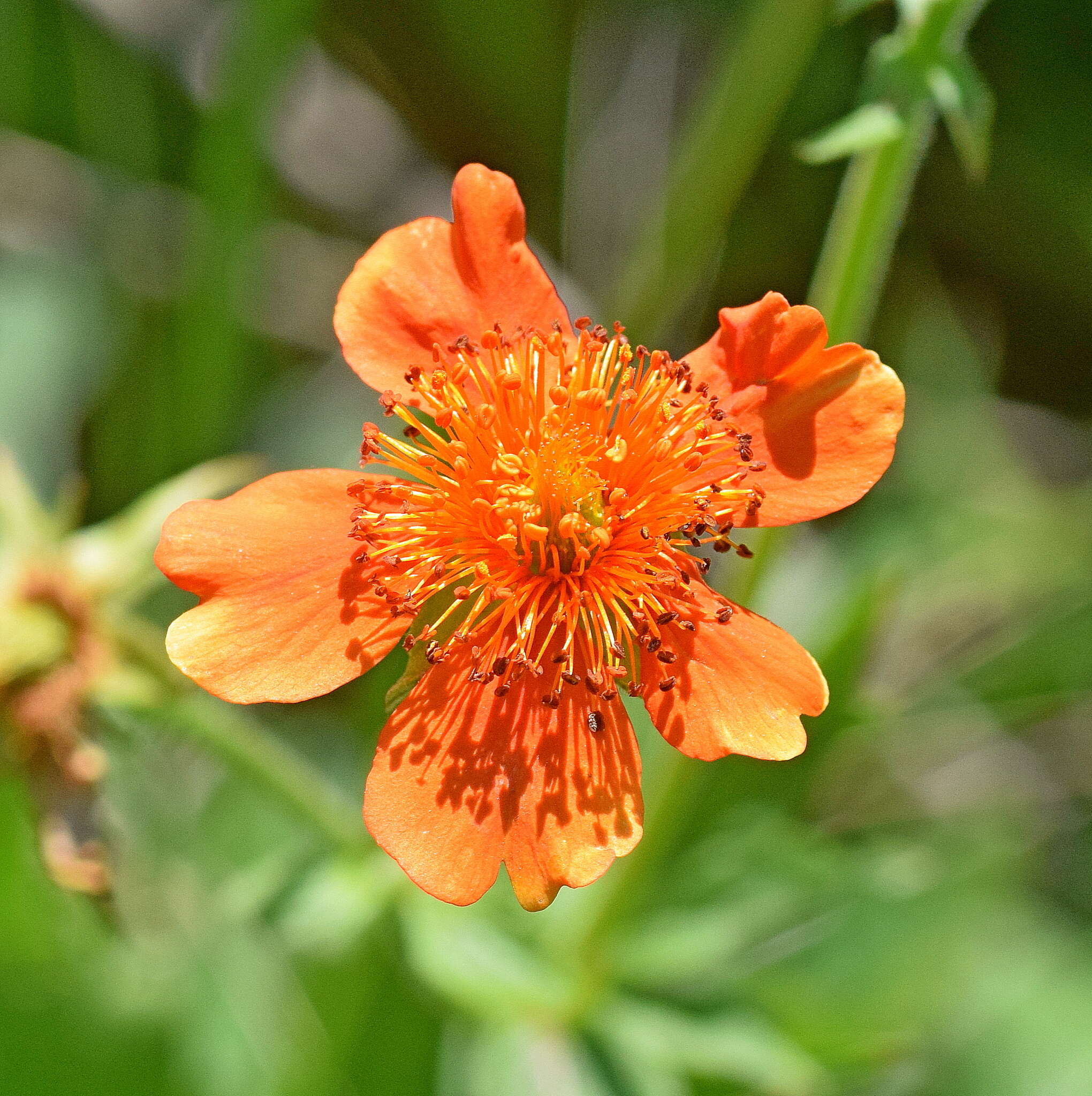 Image of Geum coccineum Sibth. & Sm.