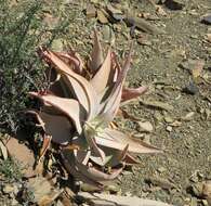 Image of Aloe striata Haw.