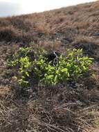 Image of Ficus opposita Miq.