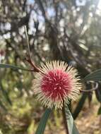 Image of Pincushion hakea