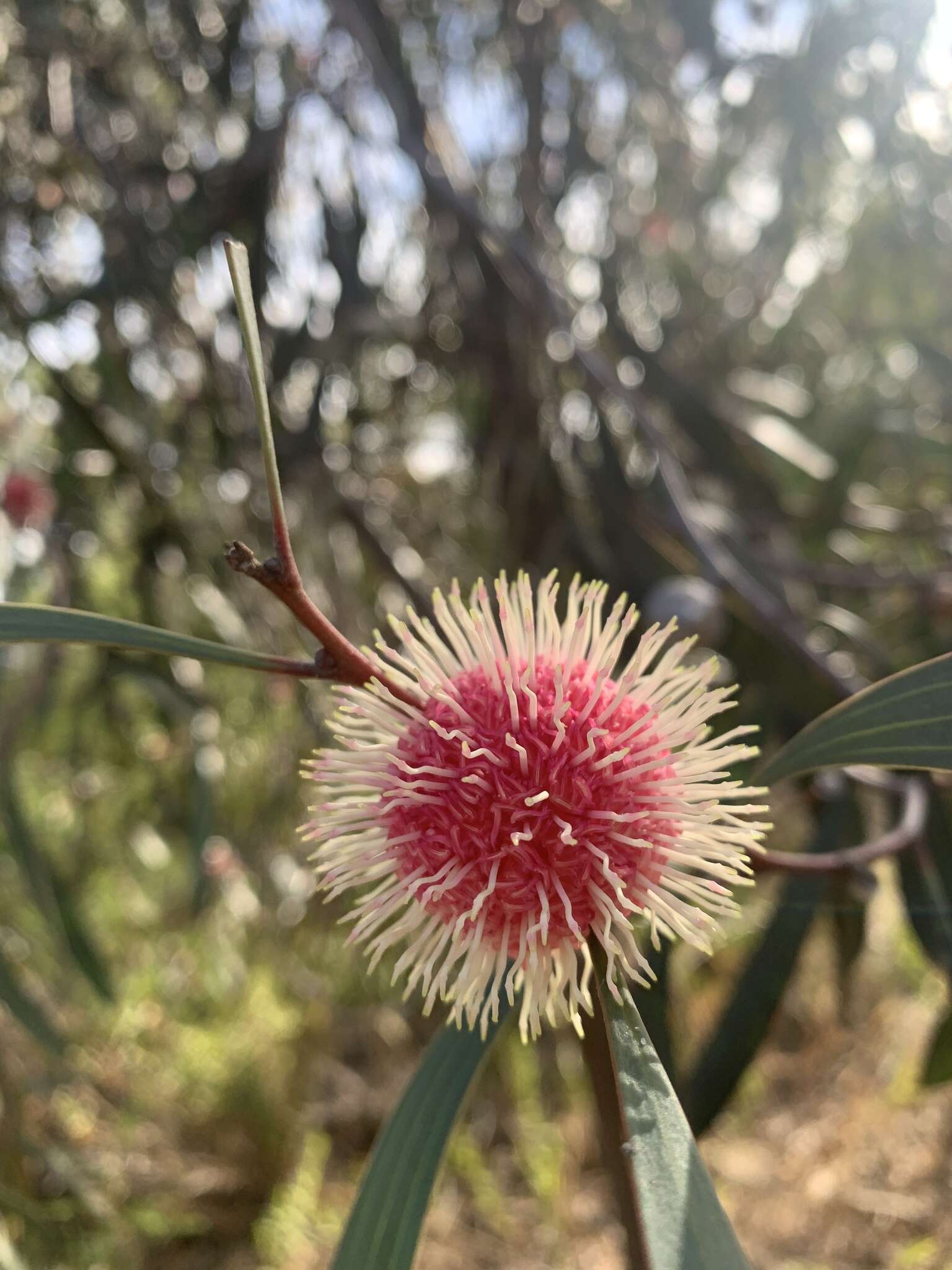 Image of Pincushion hakea