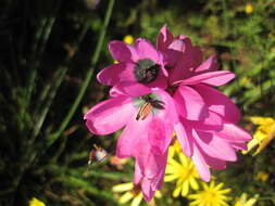 Image of Ixia abbreviata Houtt.