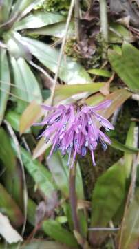 Image of Oriental Swamp Pink