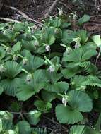 Image of Korean ladyslipper