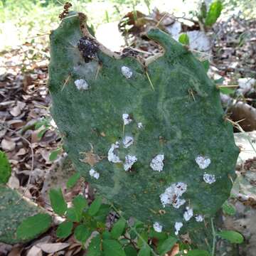 Imagem de Dactylopius opuntiae (Cockerell 1896)