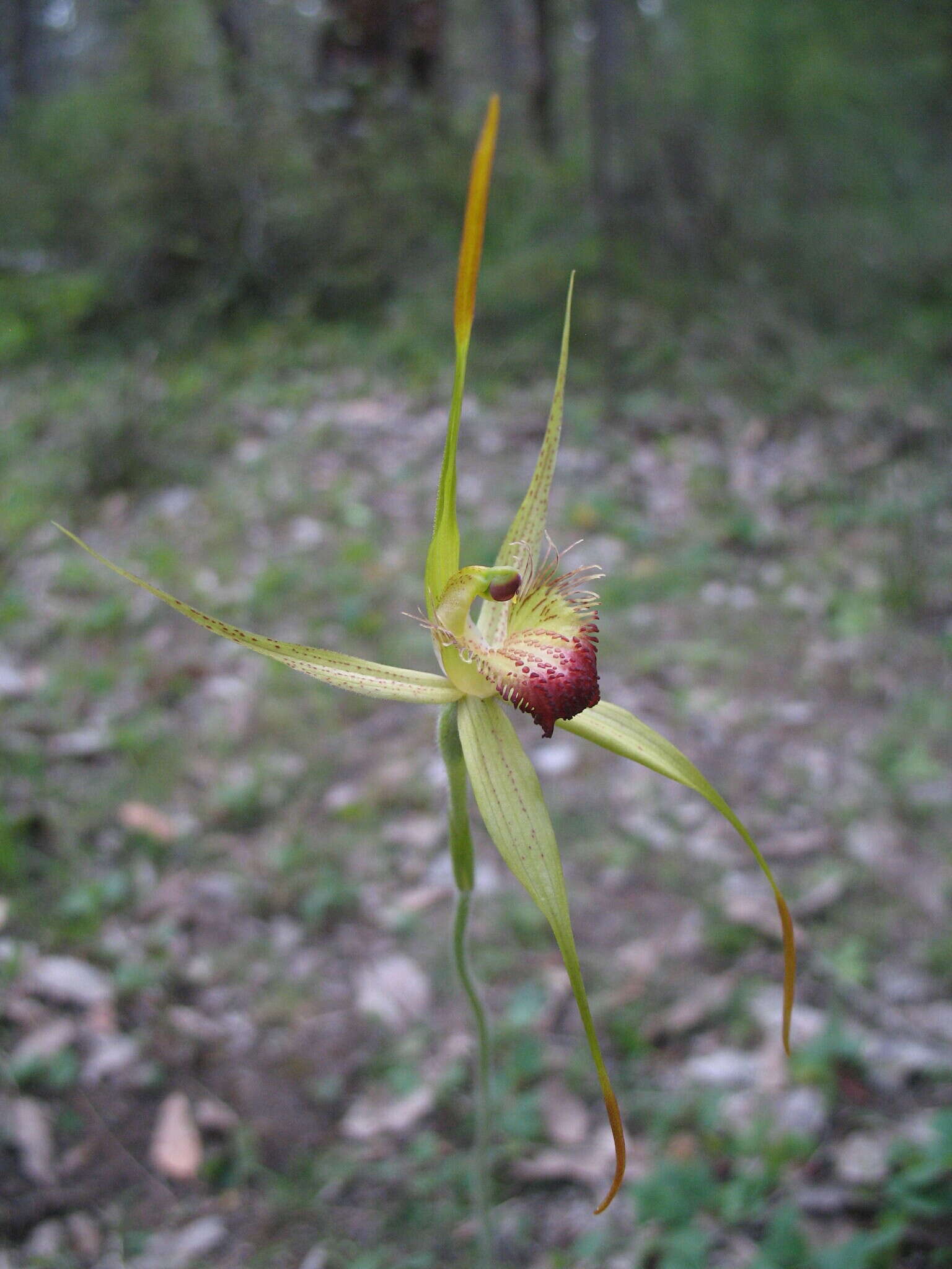 Image of Carbunup king spider orchid