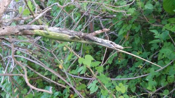 Image of Werner's Bush Anole