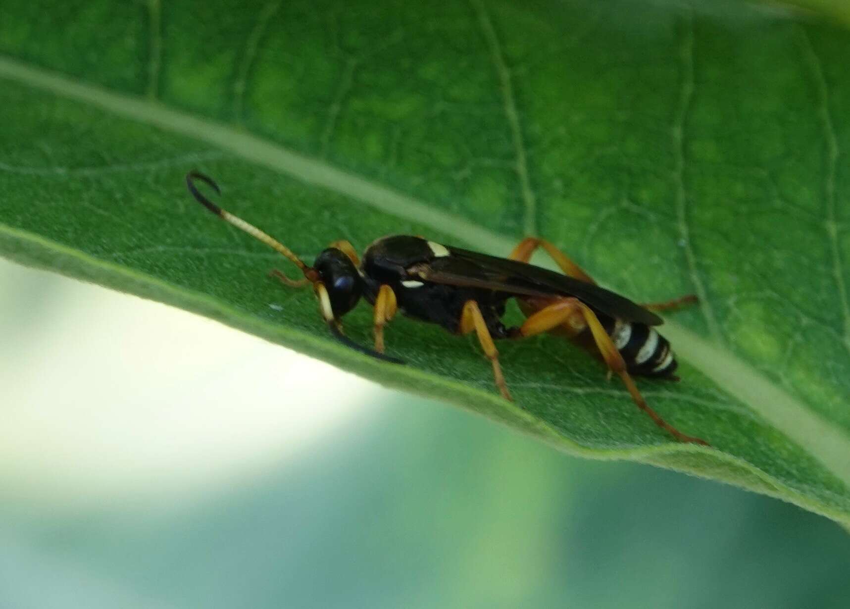 Image de Ichneumon ambulatorius Fabricius 1775