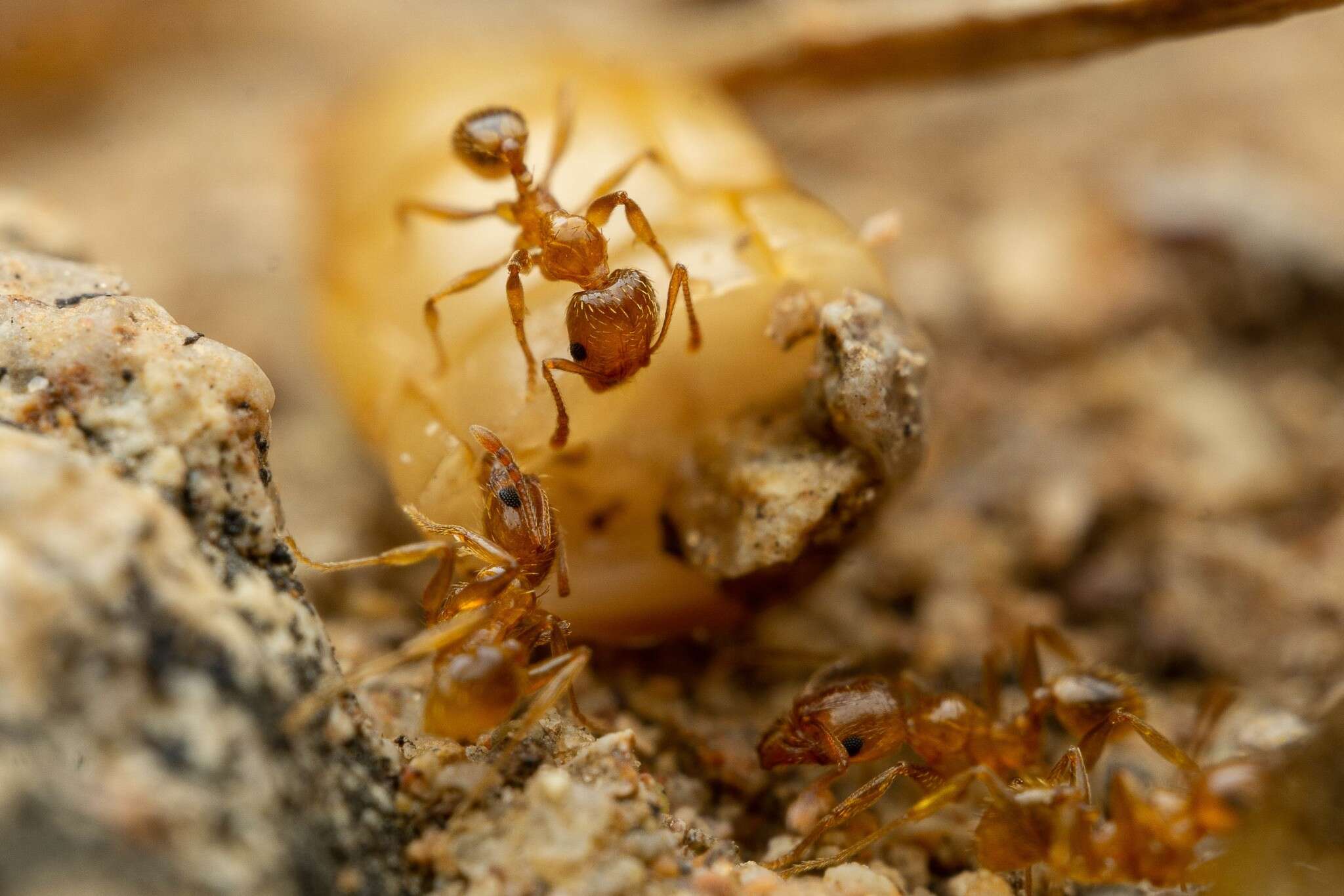 Image of Pheidole spadonia Wheeler 1915