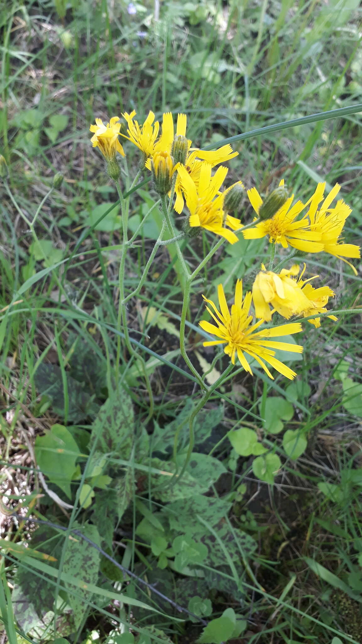 Image of Hieracium glaucinum subsp. similatum (Jord. ex Bor.) Gottschl.