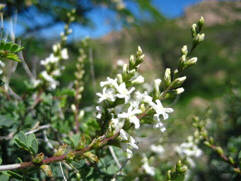 Imagem de Eysenhardtia peninsularis Brandegee