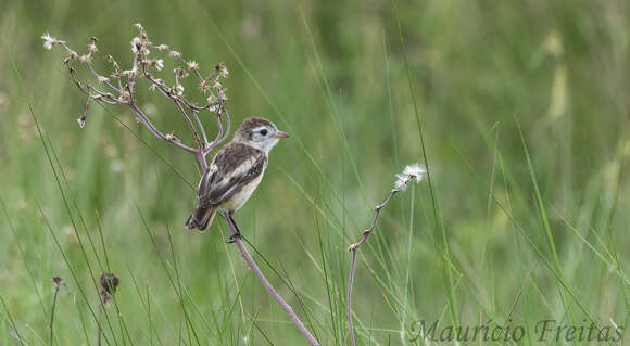 Alectrurus tricolor (Vieillot 1816)的圖片