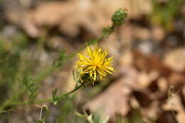 Image of Centaurea rupestris L.