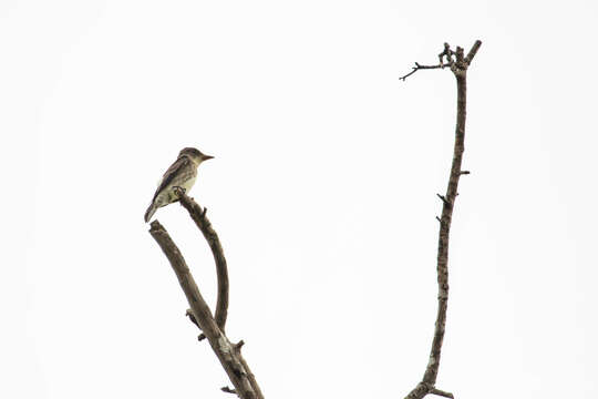 Image of Olive-Sided Flycatcher