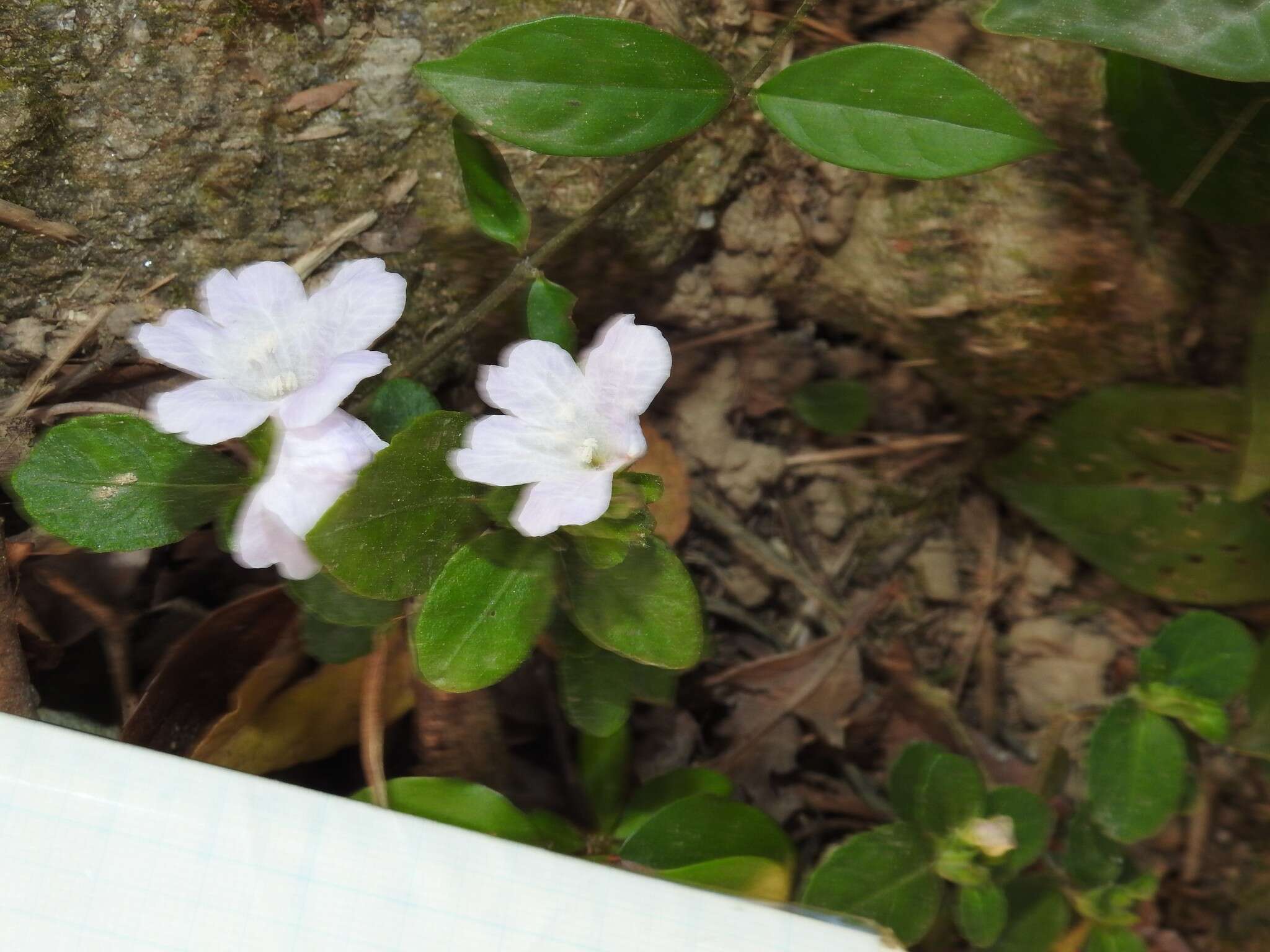 Strobilanthes tetraspermus Druce resmi