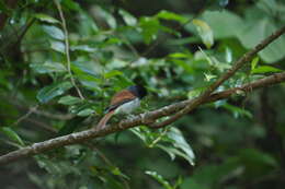 Image of Mascarene Paradise Flycatcher