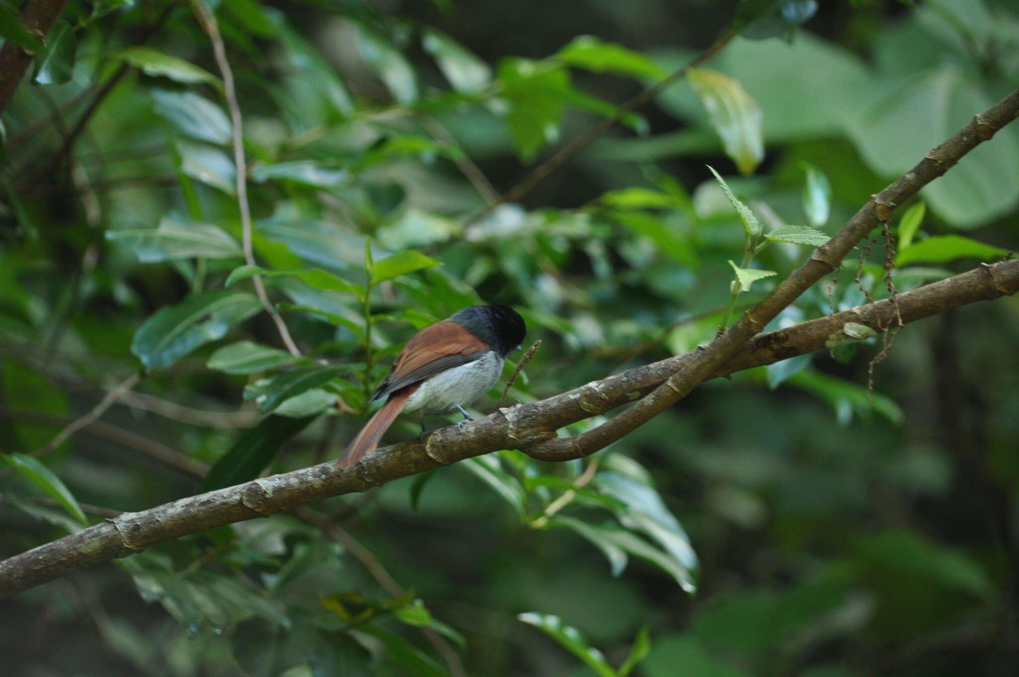 Image of Mascarene Paradise Flycatcher