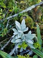 Image of white mountain daisy