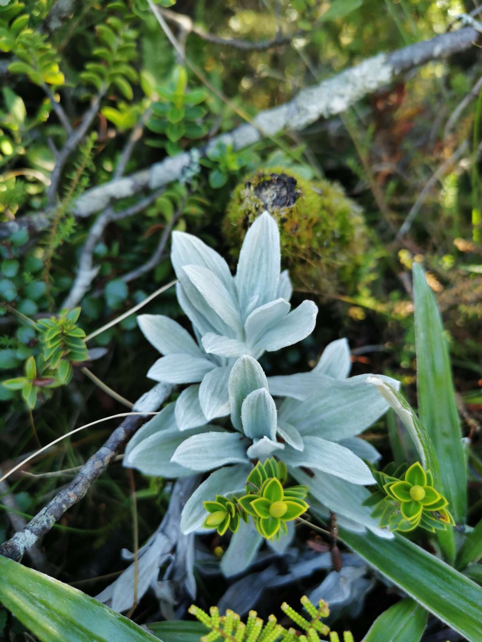 Image of white mountain daisy