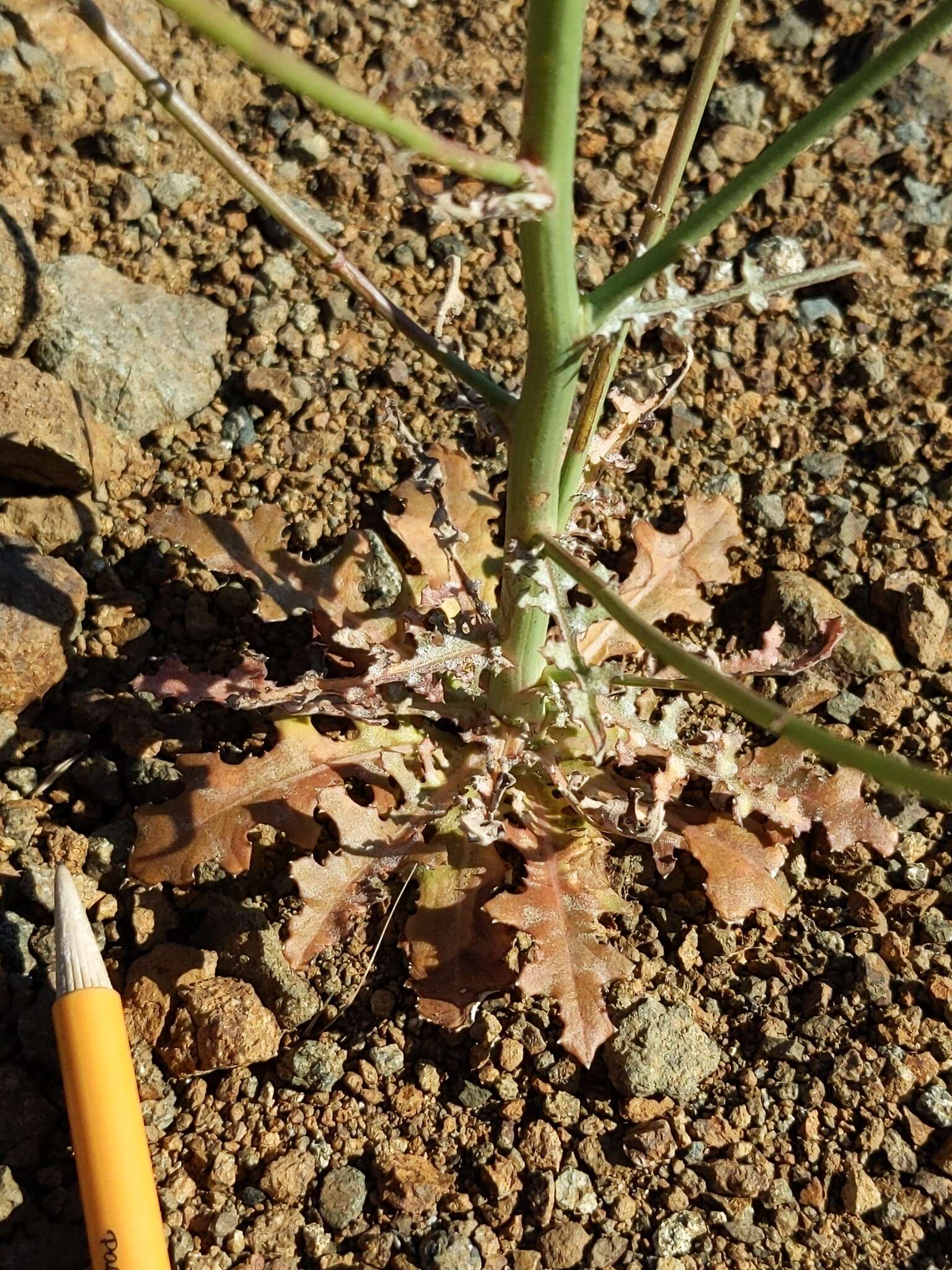 صورة Stephanomeria virgata subsp. virgata