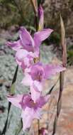 Imagem de Gladiolus varius F. Bolus