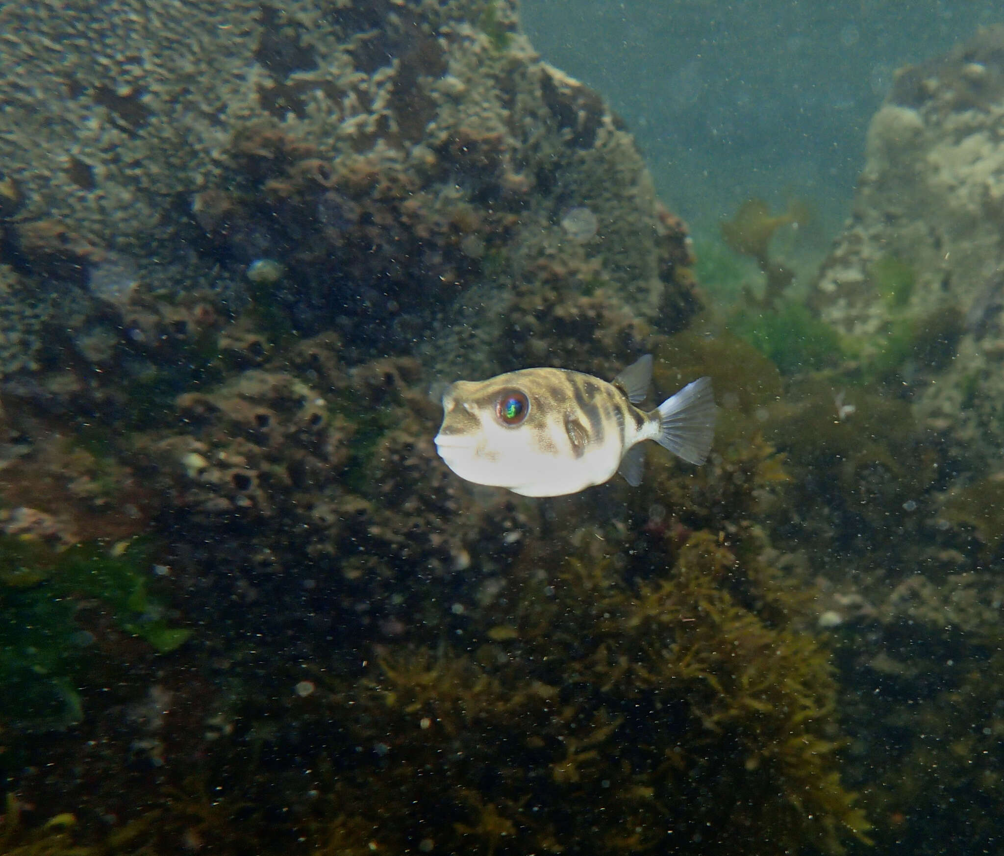 Image of Hardys toadfish
