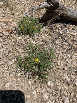 Image de Pectis angustifolia Torr.