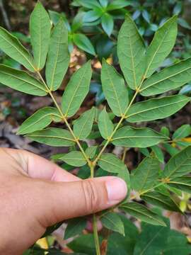 Image of Archidendron lovelliae (Bailey) I. C. Nielsen