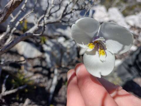 Imagem de Diplarrena latifolia Benth.