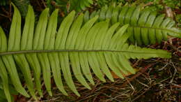 Austroblechnum durum (T. Moore) Gasper & V. A. O. Dittrich的圖片