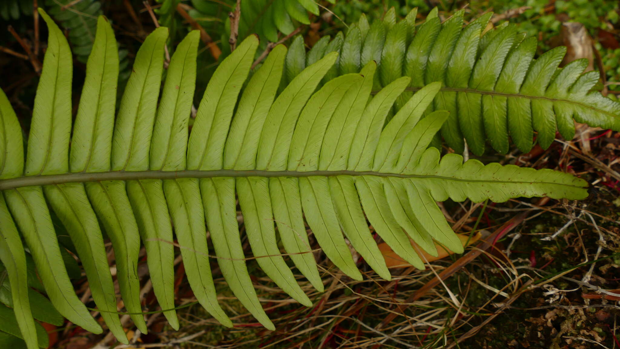 Austroblechnum durum (T. Moore) Gasper & V. A. O. Dittrich的圖片